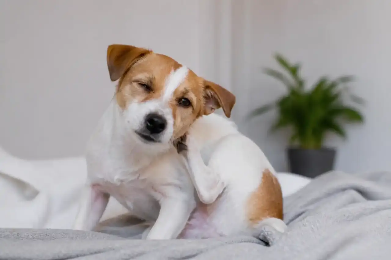 Poux du chien : le signe qui trompe (et qui n'en est pas)