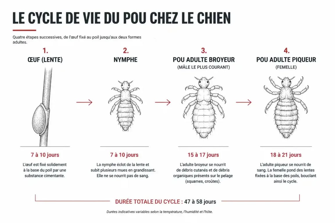 Schéma du cycle de vie des poux pour chien, de l'œuf à l'adulte
